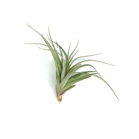 Tillandsia Stricta hybrid, 5-6"