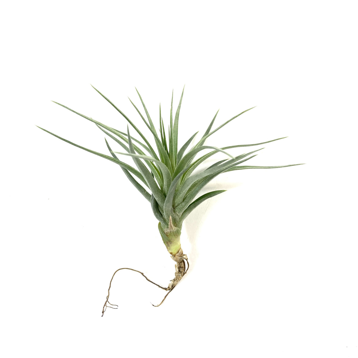 Tillandsia, Stricta stuff purple, 3-4" - Floral Acres Greenhouse & Garden Centre