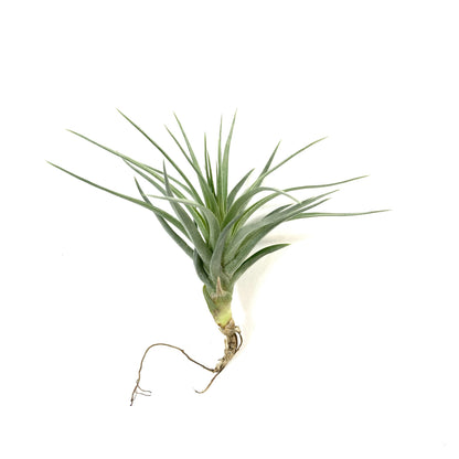 Tillandsia, Stricta stuff purple, 3-4" - Floral Acres Greenhouse & Garden Centre