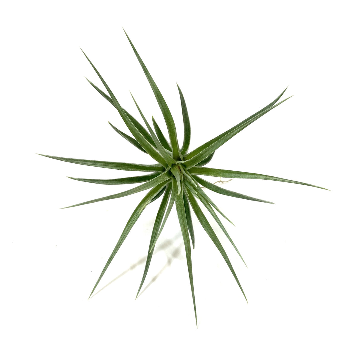 Tillandsia, Stricta stuff purple, 3-4" - Floral Acres Greenhouse & Garden Centre