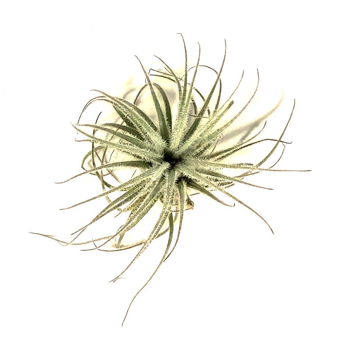 Tillandsia Tectorum, 3"