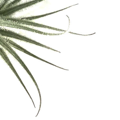 Tillandsia Tectorum, 3"