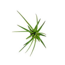 Load image into Gallery viewer, Tillandsia, Tricolor, 5-6&quot;
