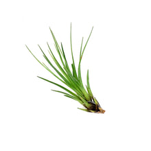Load image into Gallery viewer, Tillandsia, Tricolor, 5-6&quot;
