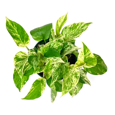 Pothos, 6in, Marble Queen - Floral Acres Greenhouse & Garden Centre