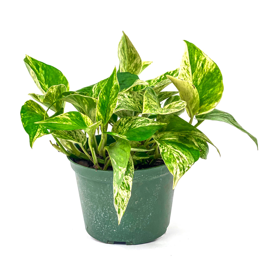 Pothos, 6in, Marble Queen - Floral Acres Greenhouse & Garden Centre