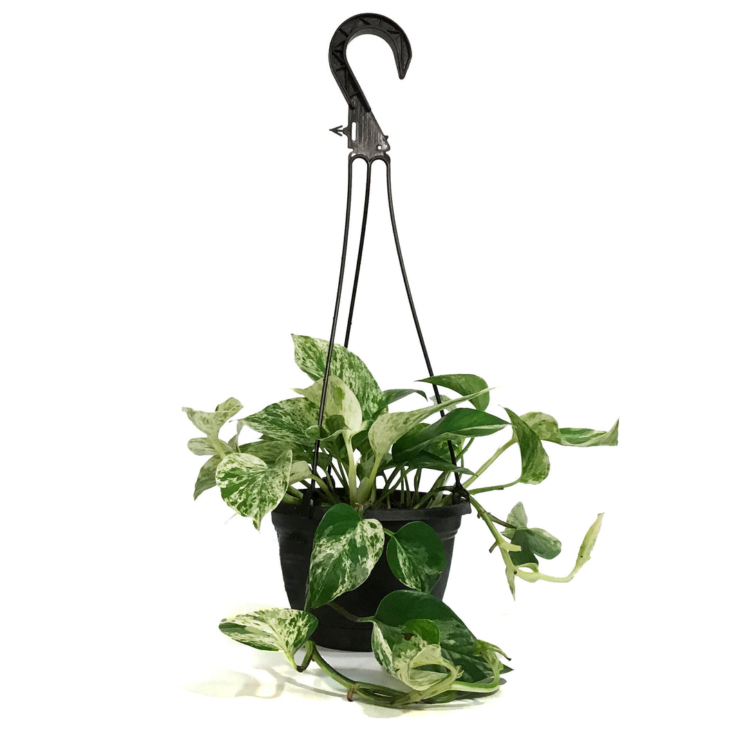 Pothos, 6in, Marble Queen, Hanging Basket