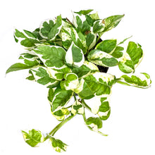 Load image into Gallery viewer, Pothos, 6in, Pearls &amp; Jade - Floral Acres Greenhouse &amp; Garden Centre
