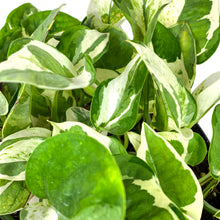 Load image into Gallery viewer, Pothos, 6in, Pearls &amp; Jade - Floral Acres Greenhouse &amp; Garden Centre
