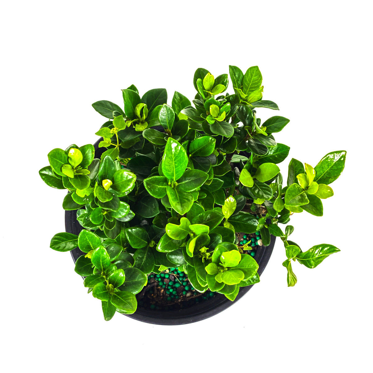 Bonsai, 6in, Gardenia White Gem - Floral Acres Greenhouse & Garden Centre