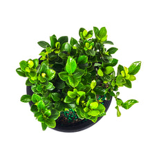 Load image into Gallery viewer, Bonsai, 6in, Gardenia White Gem - Floral Acres Greenhouse &amp; Garden Centre
