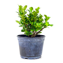 Load image into Gallery viewer, Bonsai, 6in, Gardenia White Gem - Floral Acres Greenhouse &amp; Garden Centre
