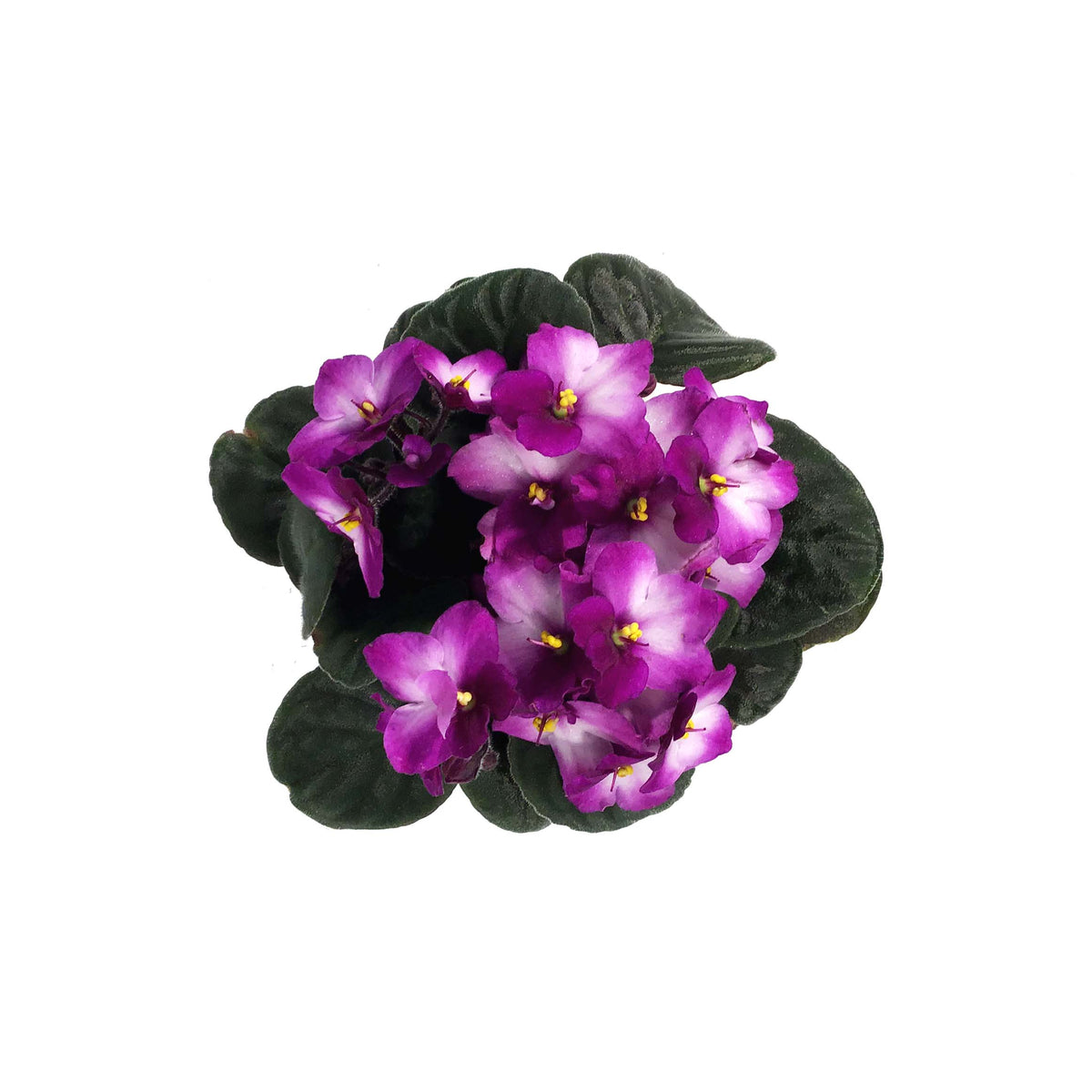 African Violet, 4in
