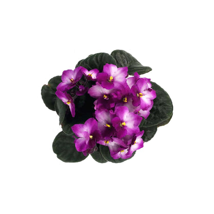 African Violet, 4in