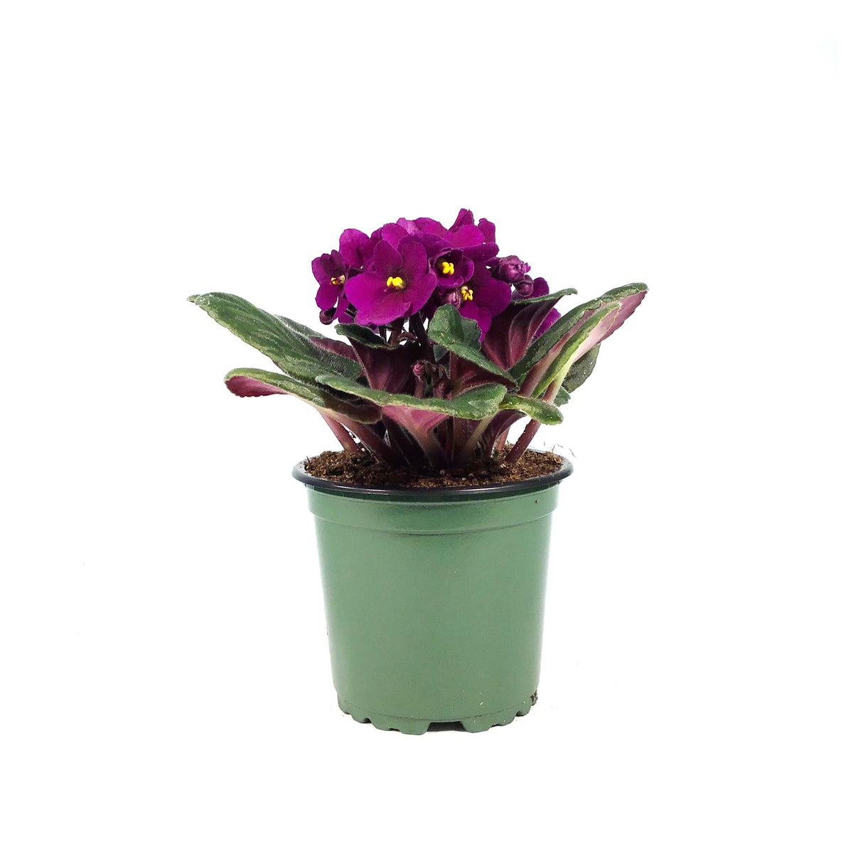 African Violet, 4in