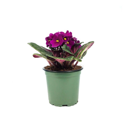 African Violet, 4in