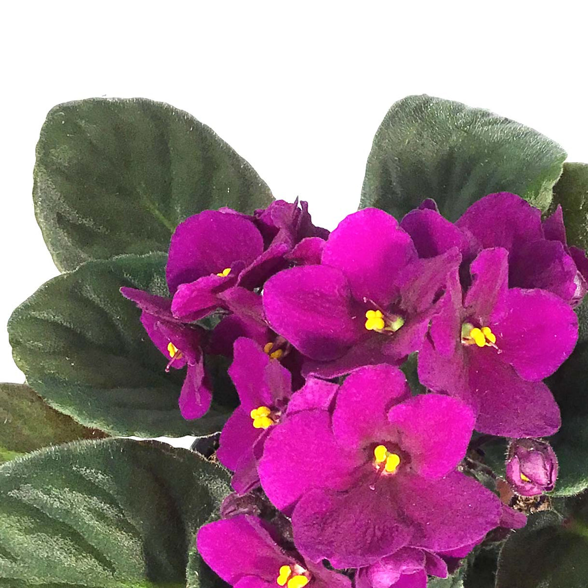 African Violet, 4in