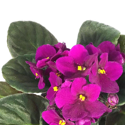 African Violet, 4in