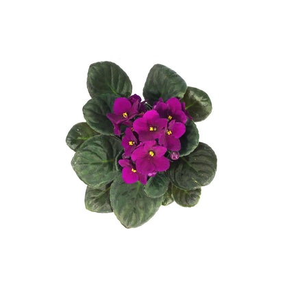 African Violet, 4in