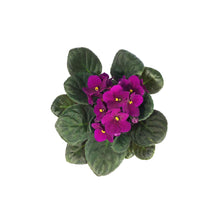 Load image into Gallery viewer, African Violet, 4in

