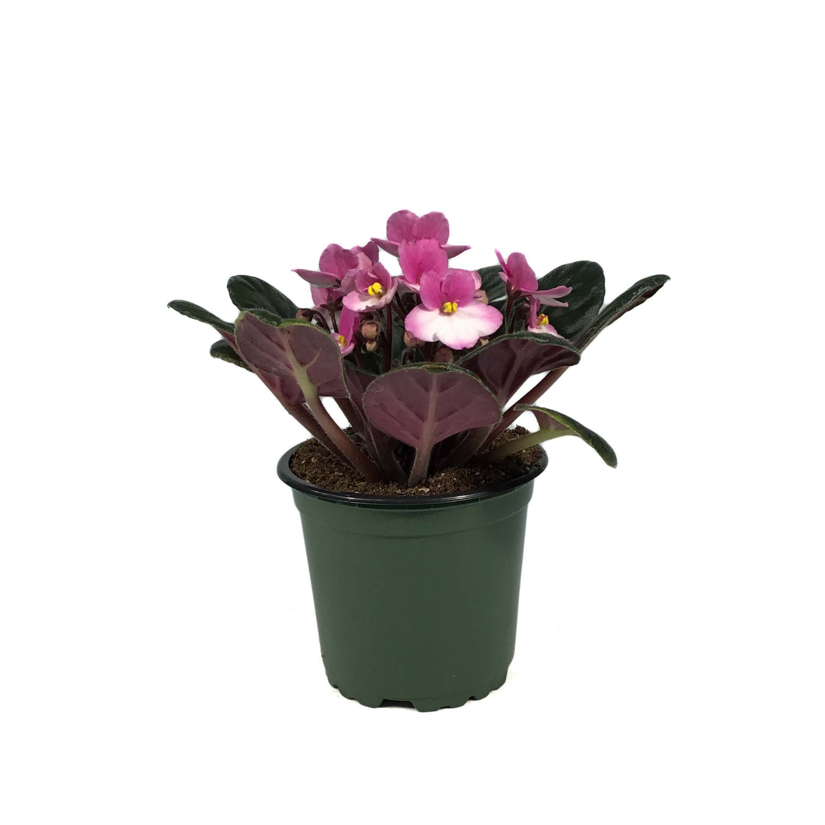 African Violet, 4in