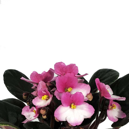 African Violet, 4in