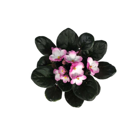 African Violet, 4in
