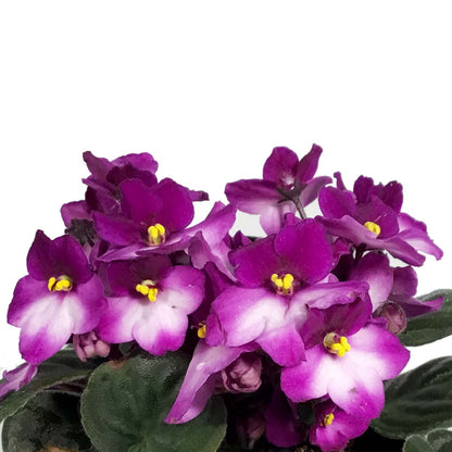 African Violet, 4in