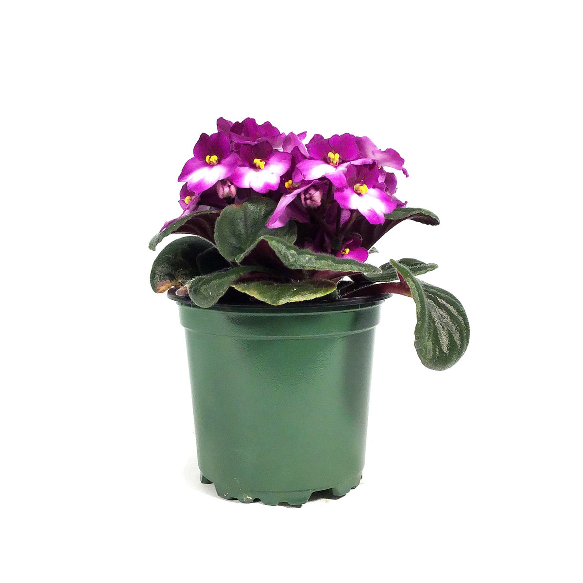 African Violet, 4in