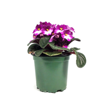 African Violet, 4in