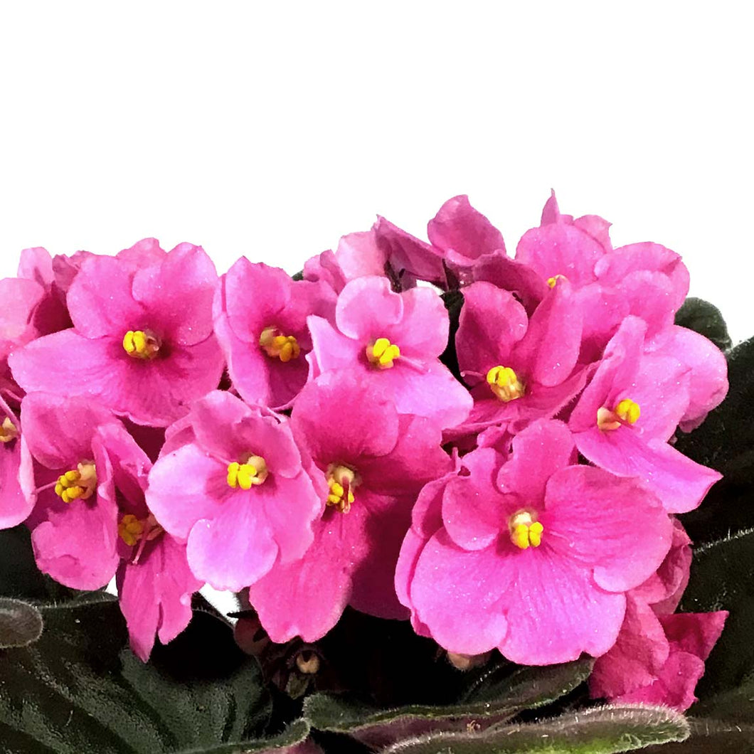 African Violet, 4in