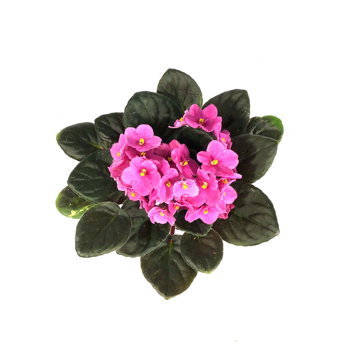 African Violet, 4in