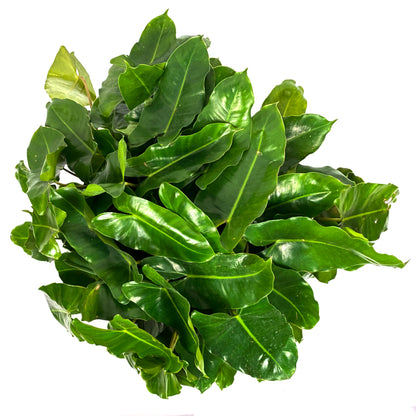 Philodendron, 12in, Burle Marx - Floral Acres Greenhouse & Garden Centre