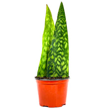 Load image into Gallery viewer, Sansevieria, 6in, Tigressa, 2 Fins - Floral Acres Greenhouse &amp; Garden Centre
