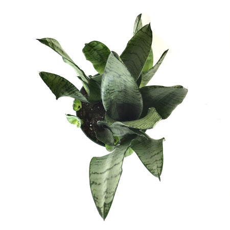 Sansevieria, 6in, Zeylanica - Floral Acres Greenhouse & Garden Centre