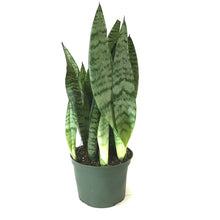Load image into Gallery viewer, Sansevieria, 6in, Zeylanica - Floral Acres Greenhouse &amp; Garden Centre
