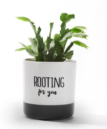 Pot, 4in, Ceramic, Garden Sentiment, 4 Assorted