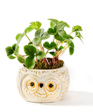 Load image into Gallery viewer, Pot, 3.5in, Ceramic, Forest Friends, 3 Assorted - Floral Acres Greenhouse &amp; Garden Centre
