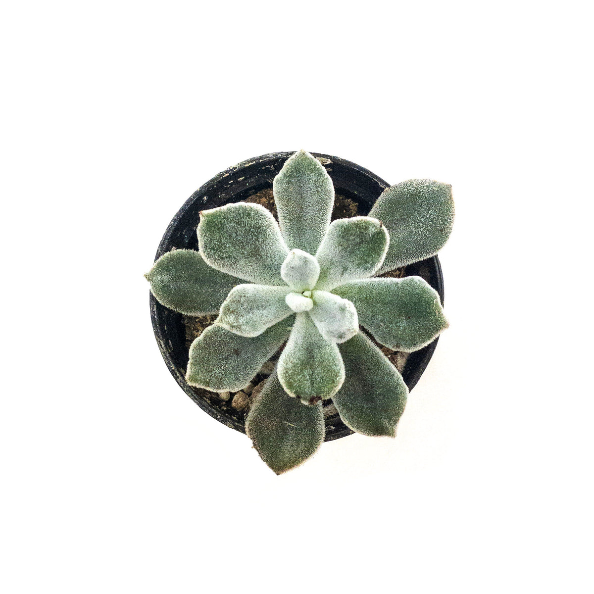 Succulent, 2in, Echeveria Frosty - Floral Acres Greenhouse & Garden Centre