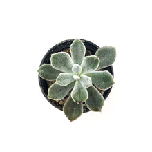Load image into Gallery viewer, Succulent, 2in, Echeveria Frosty - Floral Acres Greenhouse &amp; Garden Centre
