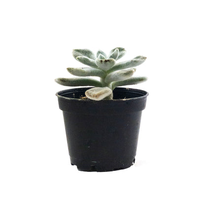 Succulent, 2in, Echeveria Frosty - Floral Acres Greenhouse & Garden Centre