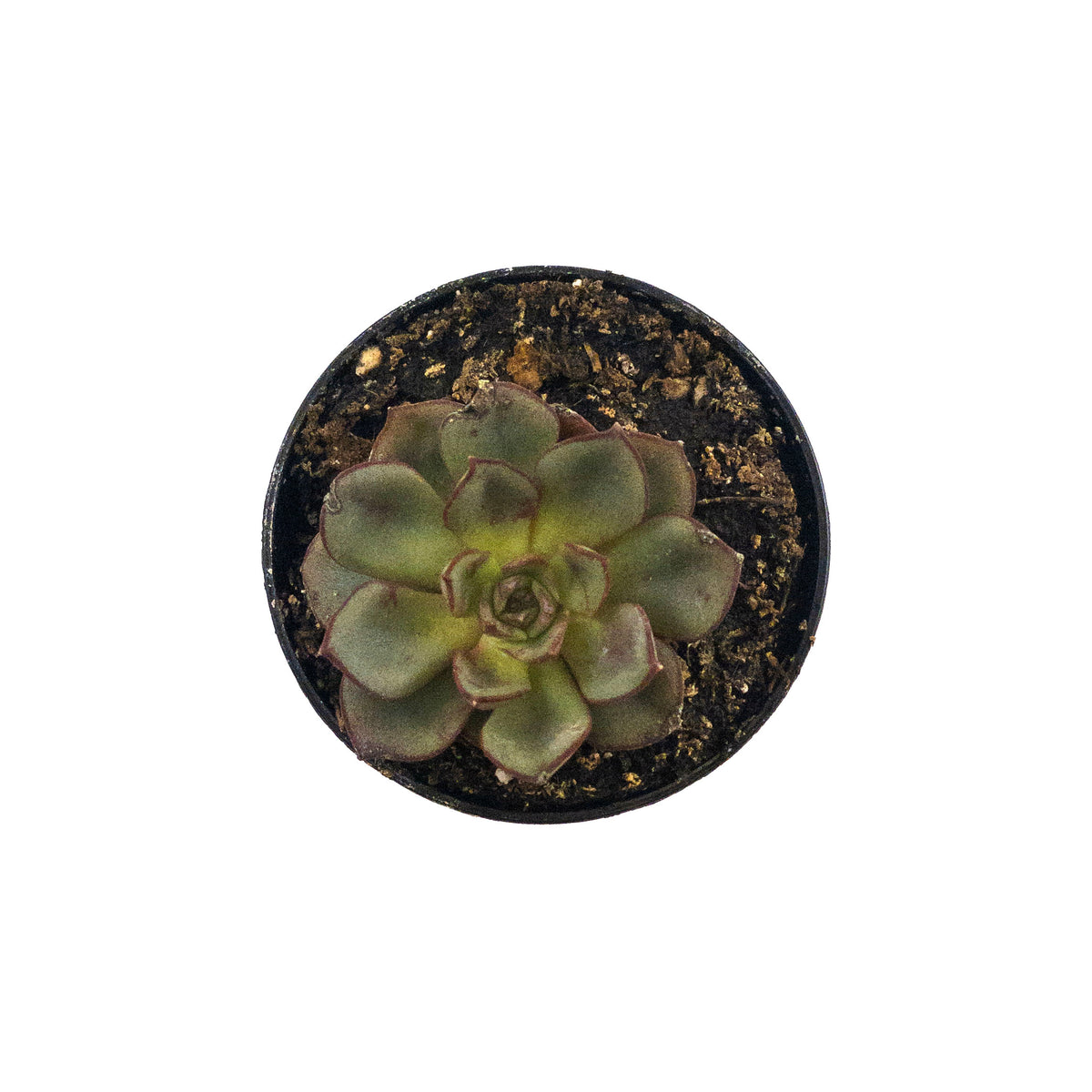 Succulent, 2in, Echeveria Moranii - Floral Acres Greenhouse & Garden Centre