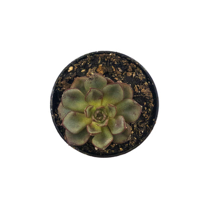 Succulent, 2in, Echeveria Moranii - Floral Acres Greenhouse & Garden Centre