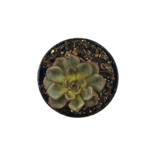 Load image into Gallery viewer, Succulent, 2in, Echeveria Moranii - Floral Acres Greenhouse &amp; Garden Centre
