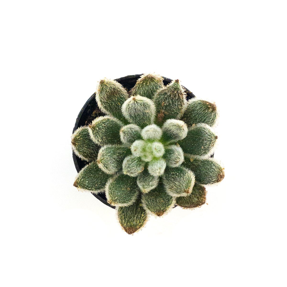 Succulent, 2in, Echeveria Mexican Firecracker - Floral Acres Greenhouse & Garden Centre