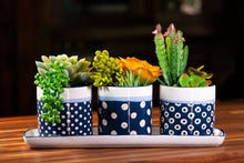 Load image into Gallery viewer, Pot, 4in, Ceramic, Carla Dot Set of 3 w/ Tray - Floral Acres Greenhouse &amp; Garden Centre
