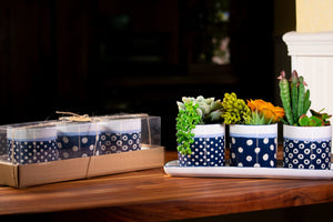 Pot, 4in, Ceramic, Carla Dot Set of 3 w/ Tray - Floral Acres Greenhouse & Garden Centre