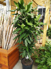 Load image into Gallery viewer, Dracaena, 14in, Janet Lind Cane - Floral Acres Greenhouse &amp; Garden Centre

