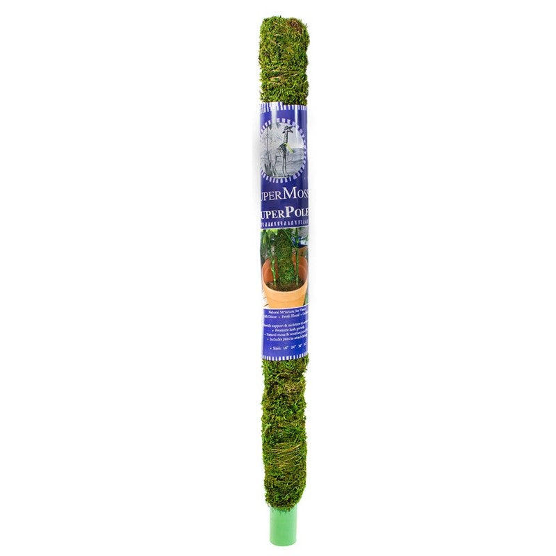 Moss Pole, Preserved Fresh Green, 24in - Floral Acres Greenhouse & Garden Centre