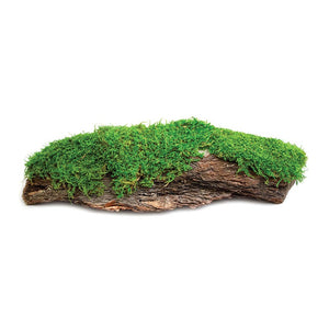 Moss Bark, Fresh Green, 1 Piece (10-15in) - Floral Acres Greenhouse & Garden Centre